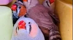 Amadin reproducere acasă