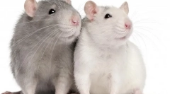 Șobolan de reproducere la domiciliu