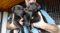 Câine de reproducere