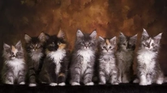 Dezvoltarea coon maine de luni, greutate și dimensiune în tabel