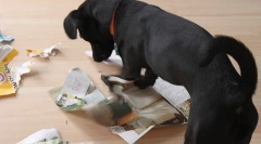 Jocuri educaționale pentru câini o fac singur