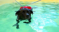 Reabilitarea câinilor și a pisicilor