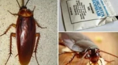 Rețete cu acid boric de la gandaci