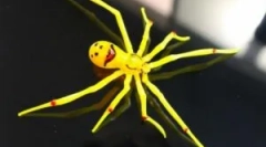 Rare și păianjeni neobișnuiți