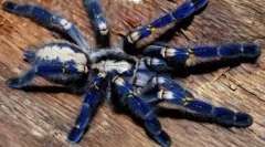 Pătuțuri rare: 10 cele mai neobișnuite specii