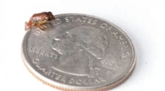 Formă rară de amfibieni care au fost re-deschise (12 fotografii)