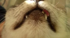 Boli rare la pisici: ce este o granule eozinofilie și cum să scape de ea