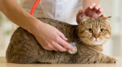 Inspecția regulată a unei pisici