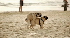 Sistemul de reproducere (sex)