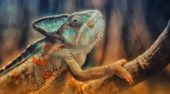 Reptile. Construcții și caracteristici