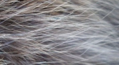 Figura pe lână pisică