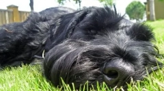 Risenshnauzer: descrierea rasei, particularitățile de îngrijire și întreținere