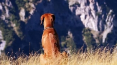 Rhodesian ridgeback (foto): hunter lustful și watchman îndrăzneț
