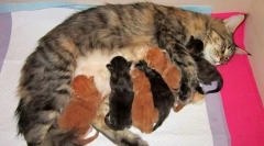 Pisicile de naștere