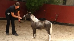 Creșterea și greutatea calului