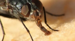 Insecte aparate de rotație