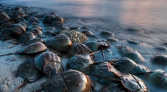 Dinozauri nituri: 10 animale vechi, care au fost păstrate în această zi