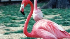 Pink flamingo