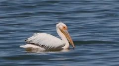 Roz pelican