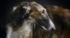 Rusă borzya (fotografii): aristocrat elegant și vânător feroce