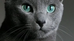 Cat albastru rus (fotografii): frumusețe reținută cu ochii verzi