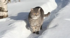 Rasele rusești de pisici