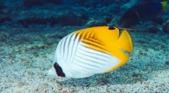 Butterfly fish