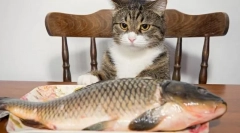 Pește pentru o pisică