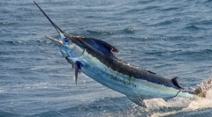 Pește-sabie - unul dintre cele mai rapide pești din lume