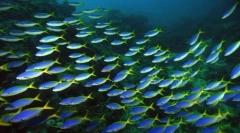 Pești în aer liber