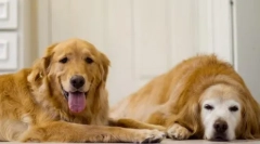 Ginger-shameless: top 15 rase de câine roșu