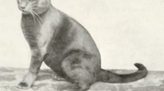 Roșu britanic: pisicile solare de pluș