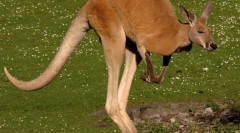 Red kangaroo