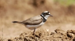 În formă de rzhanko. Detașarea păsărilor