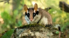 Sonya înșelătoare