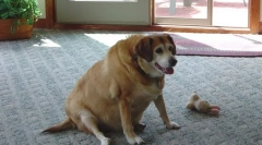 Diabetul zahăr la câini: simptome și tratament decât hrănirea animalelor de companie