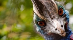 Cea mai agresivă pasăre