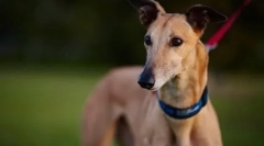 Cel mai rapid câine din lume