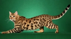 Cea mai scumpă rasă de pisici (foto): golden purr