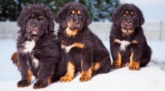 Cea mai scumpă rasă de câini din lume: favorite prețioase