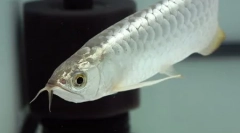 Cel mai scump pește