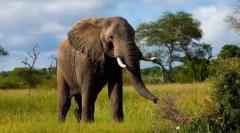 Cel mai mare animal la sol