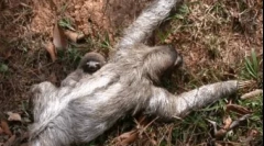 Cel mai leneș animal din lume