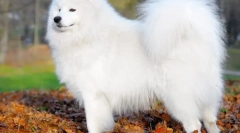 Samoyed laika (foto) - prieten loial și o taxă de energie pozitivă
