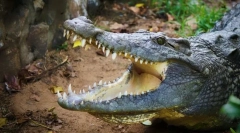 Cele mai agresive animale din lume