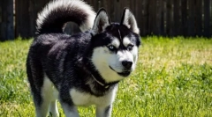 Cele mai active rase ale câinilor din lume