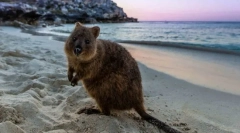 Cele mai inofensive animale din lume