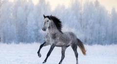 Cele mai rapide rase de cai