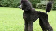 Cele mai rapide rase de câini