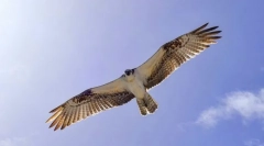 Cele mai rapide păsări din lume